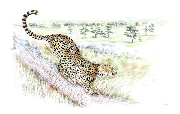 Cheetah stretching